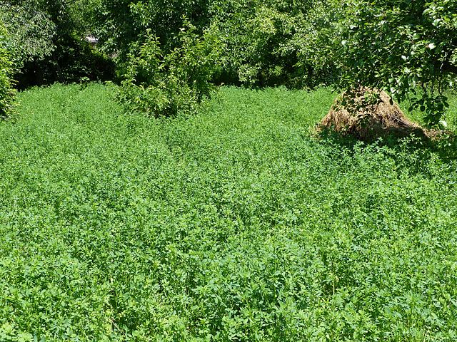 alfalfa grass