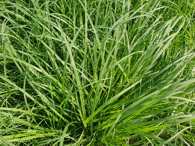 rhodes grass